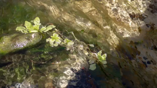 a spring with crystal clear water and a sandy bottom. Bright greenery grows in the water