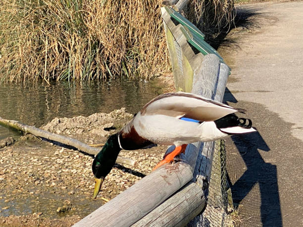 istock A Mallard Duck on a rail 1316843110