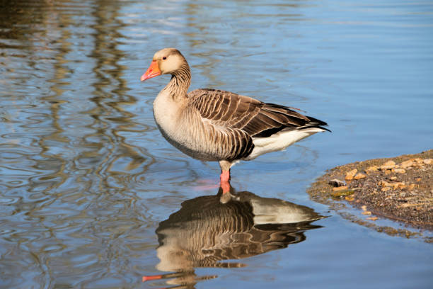 istock A close up of a Greylag Goose 1316843112