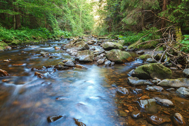 istock Mountain river creek among stones and trees 1316843121