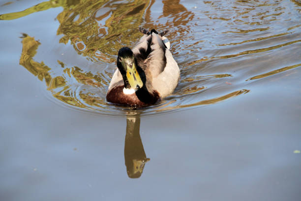 istock A view of a Mallard Duck in the water 1316843769