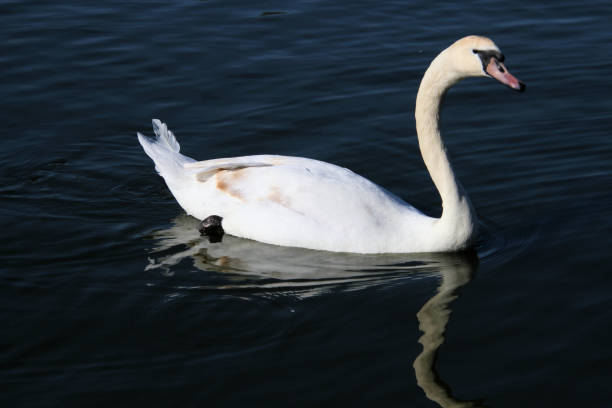 istock A view of a Mute Swan 1316843816