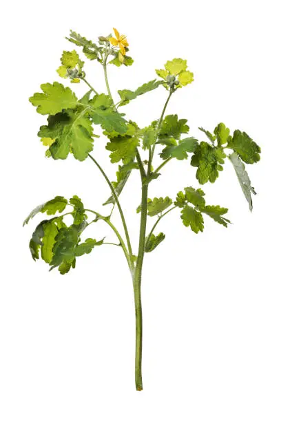 Branch of blooming celandine, Chelidonium, isolated on white background.