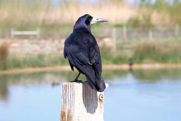 istock A close up of a Rook 1316843933