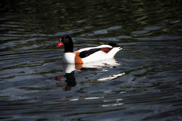 istock A view of a Shelduck 1316844115