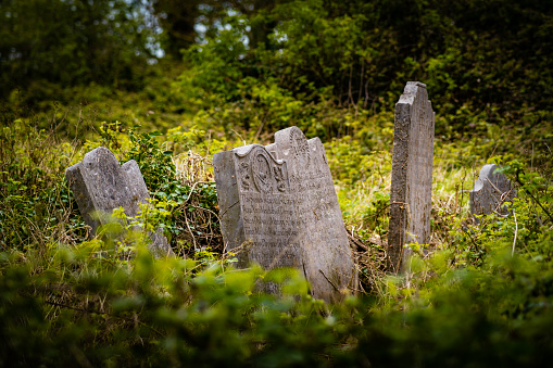 Old graveyard headstones at Abbotstown, Dublin, Ireland, with thick green foliage, on a spring day