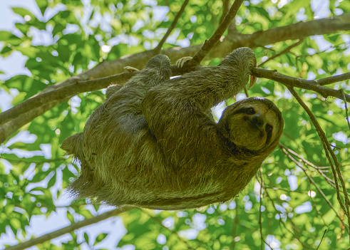 Wild three-toed Sloth in Manuel Antonio National Park on the Pacific Coast of Costa Rica