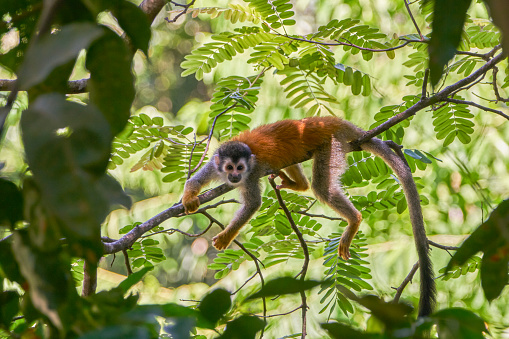 Wild Red-Backed Squirrel Monkey in Manuel Antonio National Park on the Pacific Coast of Costa Rica