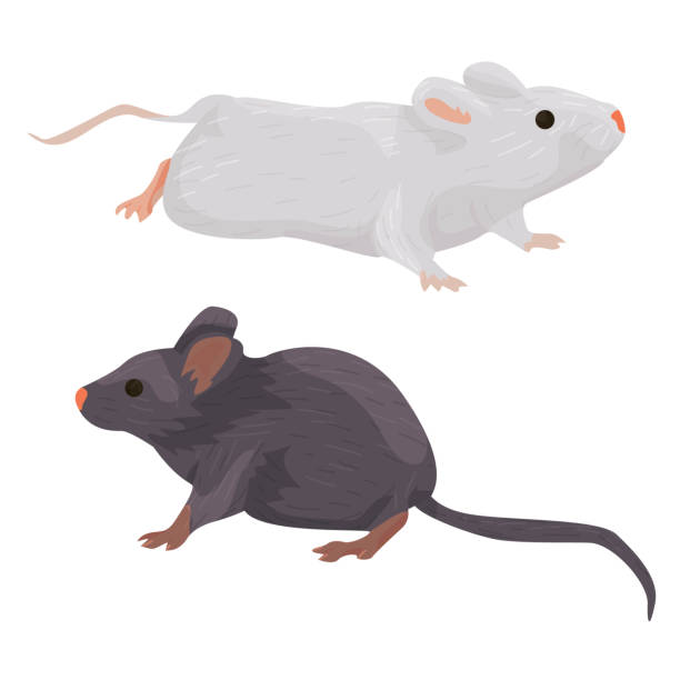 two domestic rats of different colors are isolated on a white background. two domestic rats of different colors are isolated on a white background. pets: rodents. mouse. gray and white rats. vector flat. pet Shop wild mouse stock illustrations
