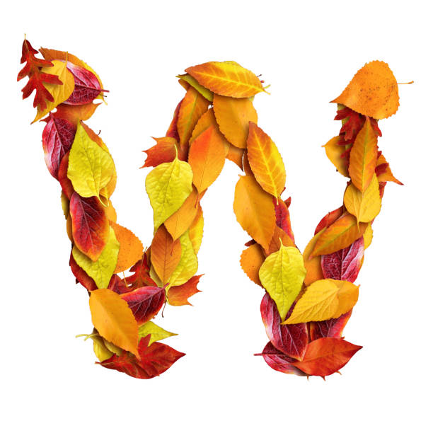 istock 3d alphabet made of leaves, uppercase letter W, 3d rendering 1316847044