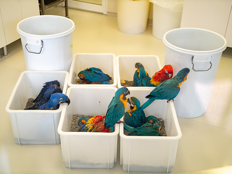 Colorful parrots sitting in containers at veterinary hospital or rescue center