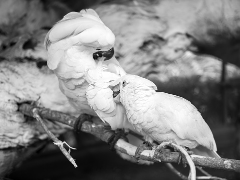 Black and white photo of white cockatoo parrots family cleaning fethers from fleas and parasites