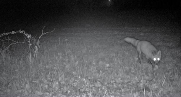 Fox staring at Camera at Night A trail camera snapped this night vision image of a prowling fox in a residential area. animal eye stock pictures, royalty-free photos & images