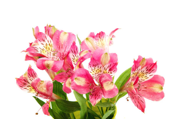 istock Fresh lily flowers isolated on a white background 1316848705