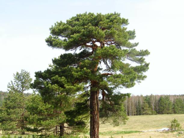 istock A beautiful tree of golden pine 1316849939