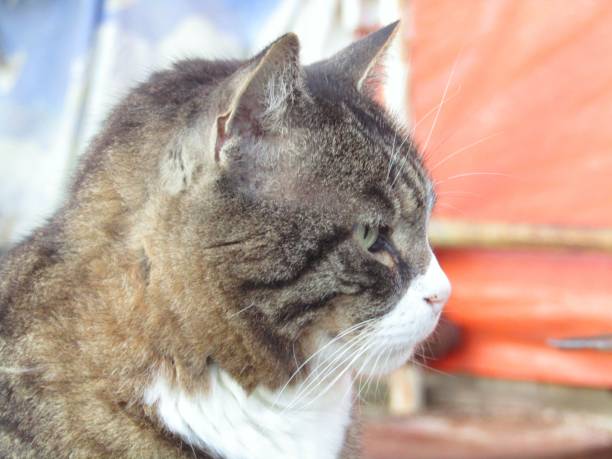istock Beautiful gray-white proud cat 1316850514