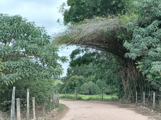 istock bamboo grove covering the road 1316851511