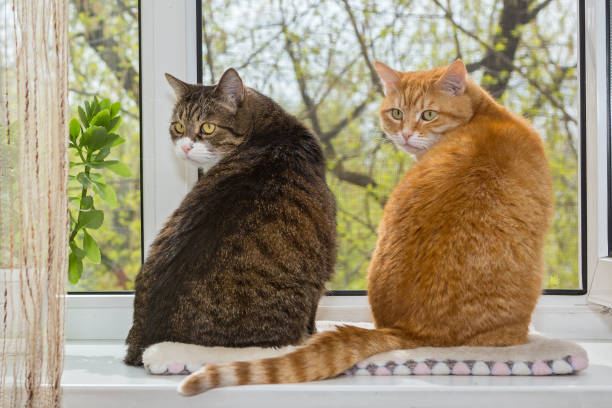 istock Two fat cats sit on the window 1316855138