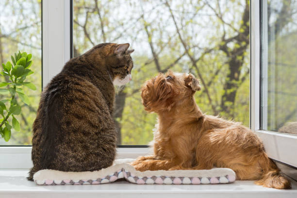 istock Cat and a dog sit together on the windowsill 1316855159