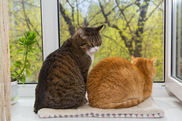 istock Two fat cats sit on the window 1316855260