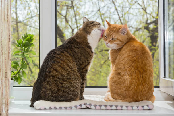 istock Red and gray cat sit on the window 1316855268