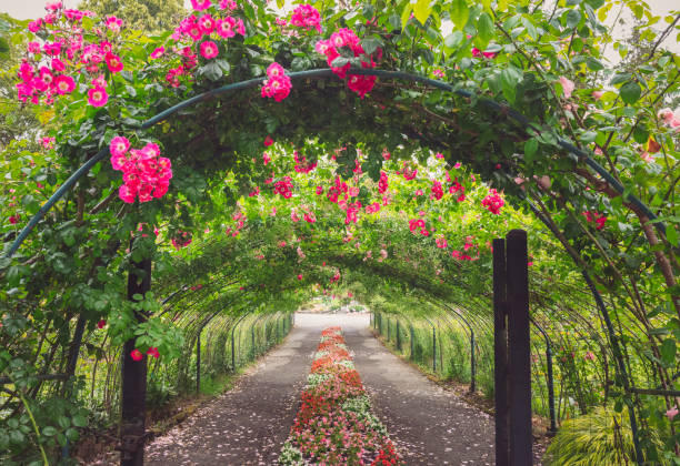 istock Pretty Path Through a Rose Arbor Tunnel with Pink Roses 1316856127