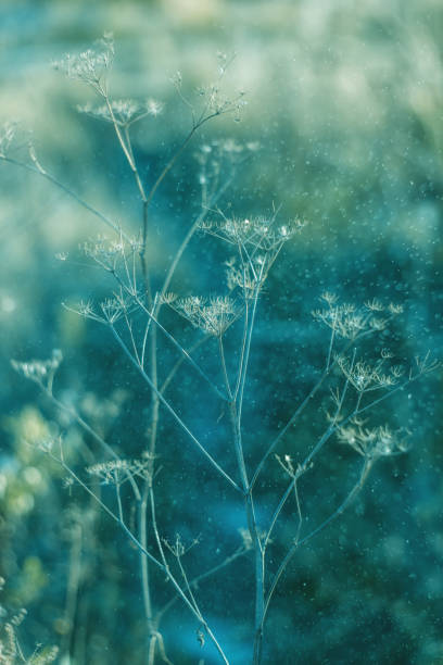 Beautiful turquoise background with dry grass and yellow stems