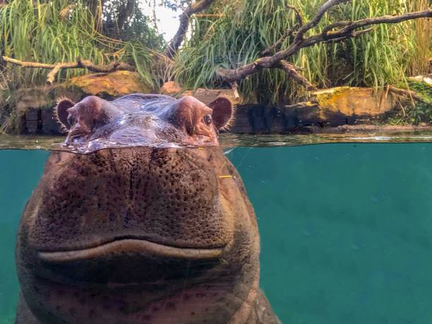 Fave to face with an hippo Who is looking to whom? hippopotamus stock pictures, royalty-free photos & images