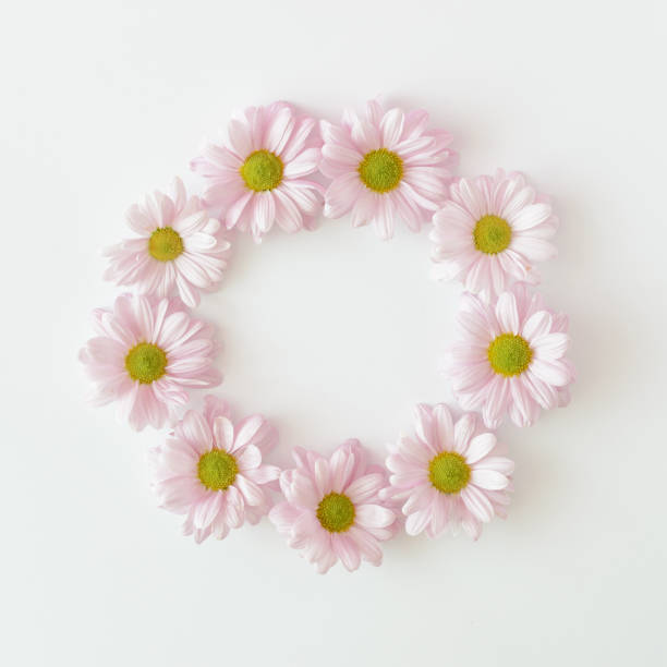 istock Light purple chrysanthemum flowers arranged in a circle on a white background. Spring summer wedding and mother's day concept. 1316858308