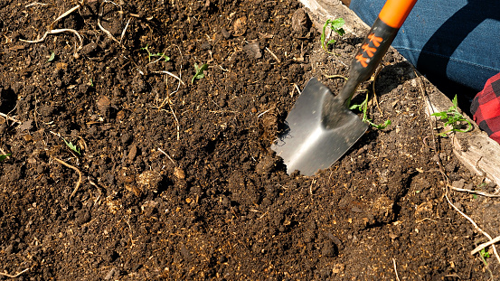 Closeup of digging hole in ground with garden spade. Cultivating soil for planting vegetables on garden bed with shovel. Using gardening tools