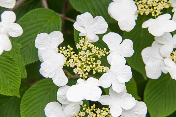 istock Guelder Rose plant in bloom. 1316859311