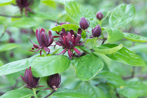 Burgundy sweetshrub flowers stock photo