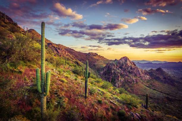 coucher de soleil de sonoran, pente et cactus saguaro - sonoran desert cactus landscaped desert photos et images de collection