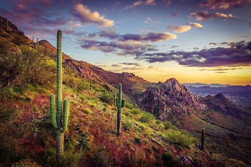 Sonoran sunset, slope and Saguaro cacti shot from the Bell Pass Trail in Scottsdale Arizona