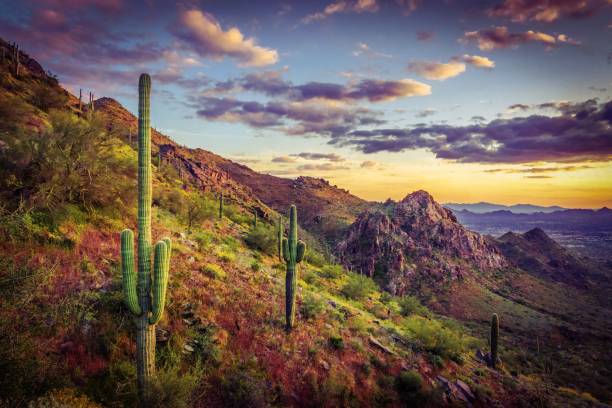 Sonoran sunset, slope and Saguaro cacti Sonoran sunset, slope and Saguaro cacti shot from the Bell Pass Trail in Scottsdale Arizona sonoran desert stock pictures, royalty-free photos & images