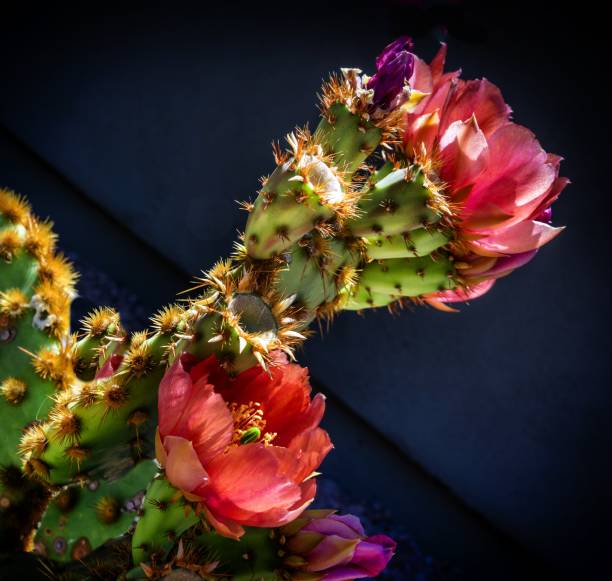 Blooming prickly pear flower in the springtime in the Sonoran Desert they bloom once during the day and then die and turn into fruits a wonderful process