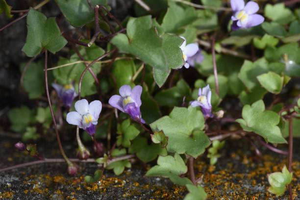 Ivy-leaved Toadflax (Cymbalaria muralis ) flowers. Ivy-leaved Toadflax (Cymbalaria muralis ) flowers. Plantaginaceae perennial evergreen grass. linaria cymbalaria stock pictures, royalty-free photos & images