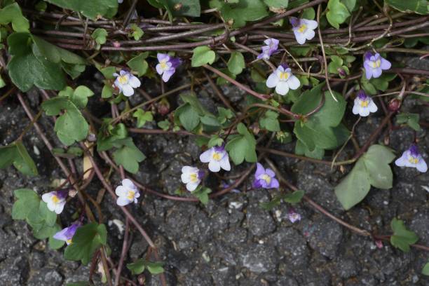 Ivy-leaved Toadflax (Cymbalaria muralis ) flowers. Ivy-leaved Toadflax (Cymbalaria muralis ) flowers. Plantaginaceae perennial evergreen grass. linaria cymbalaria stock pictures, royalty-free photos & images