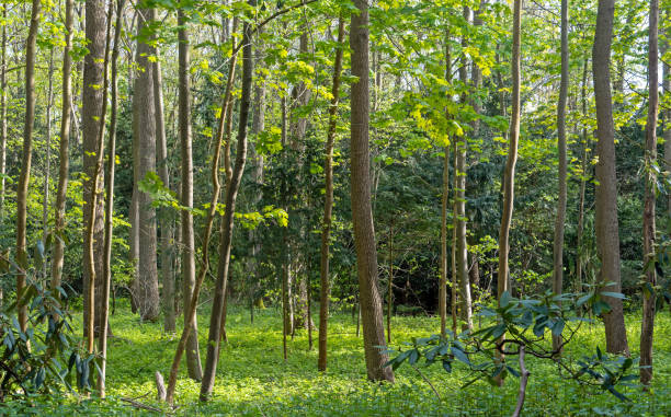 istock Forest Landscape at Forest Botanical Garden, Cologne 1316863407