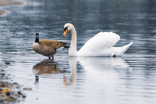 Elegant Mute swan and a Canadian Goose in the water.