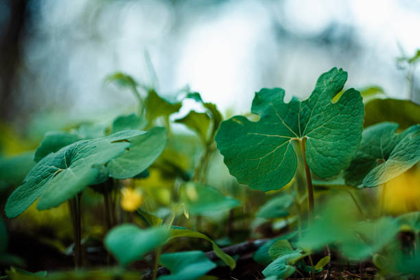 Sanguinaria canadensis - Family: Papaveraceae (poppy family)Endangered species