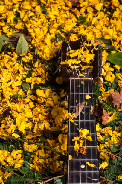 collo di una chitarra e fiori d'albero ibirapita - sequenza di strumento musicale foto e immagini stock