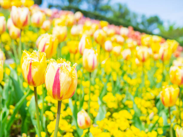 istock Yellow tulips on blue sky 1316871182