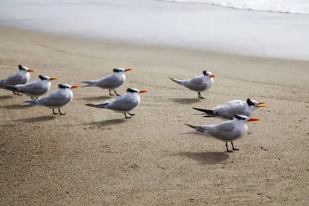 Photo of A group of Royal tern birds , Ca