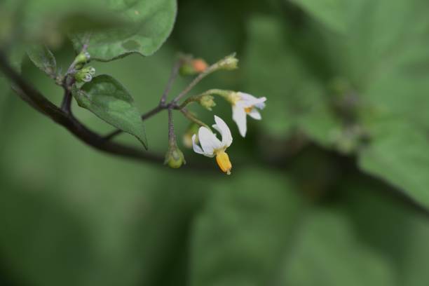 istock Black nightshade （Solanum nigrum ). 1316875947