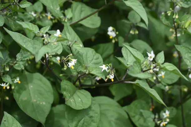 Black nightshade （Solanum nigrum ).Solanaceae toxic plants.