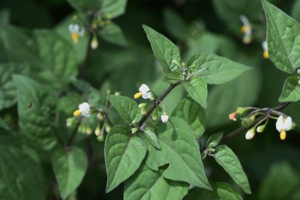 istock Black nightshade （Solanum nigrum ). 1316875955