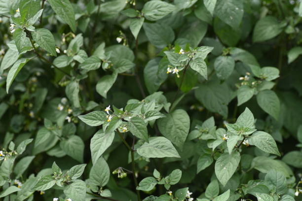 istock Black nightshade （Solanum nigrum ). 1316875958