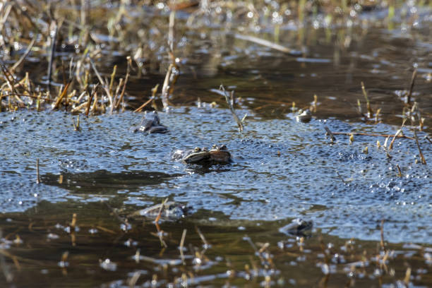 istock green frogs in ponds with caviar 1316876594