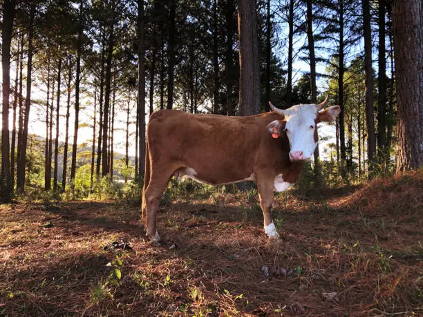 A brown cow looking at the camera